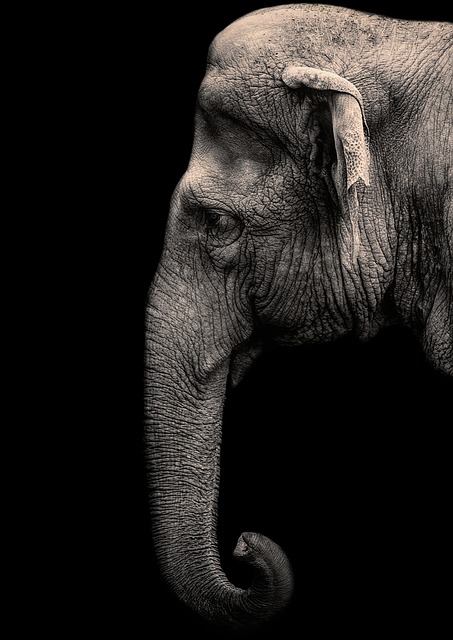 asian elephant, elephant, animal, pachyderm, mammal, trunk, nature, wildlife