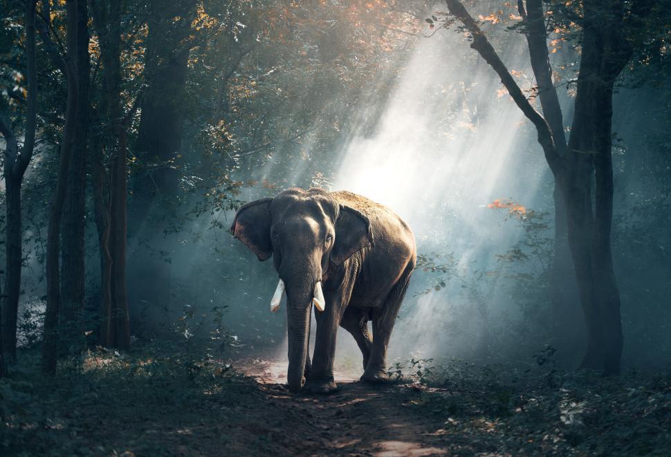 majestic elephant in forest illuminated by morning sunlight